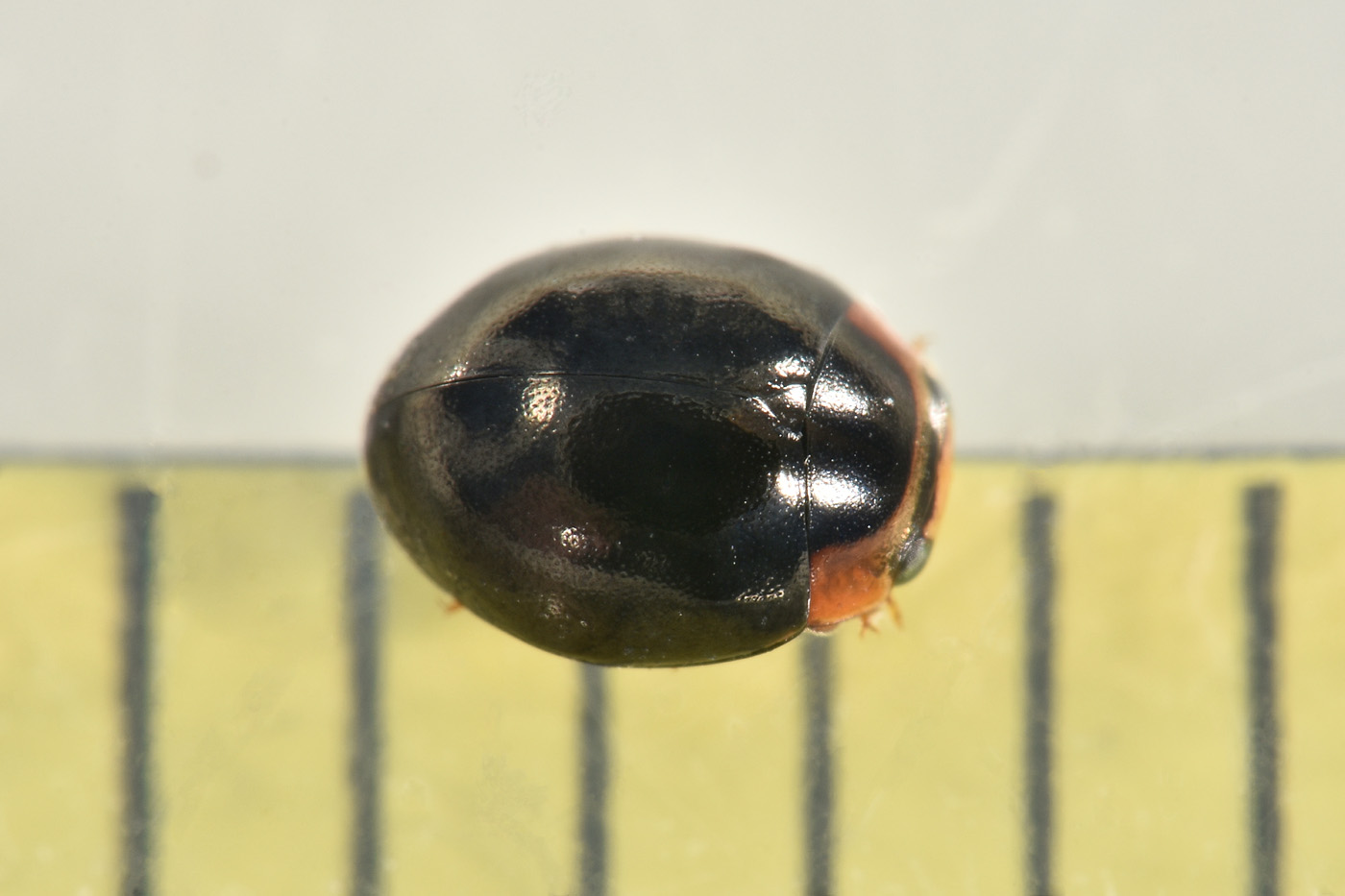 Coccinellidae: Hyperaspis sp? S.